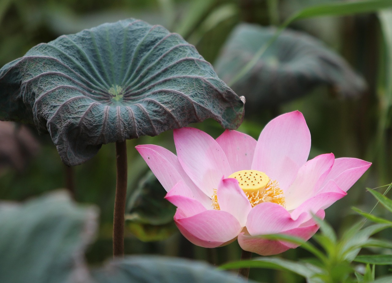 Lotus365 Review Review 2026: Bonus, App, Withdrawal Tested